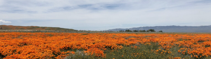blue sky, large field with green and orange colored flowers. 