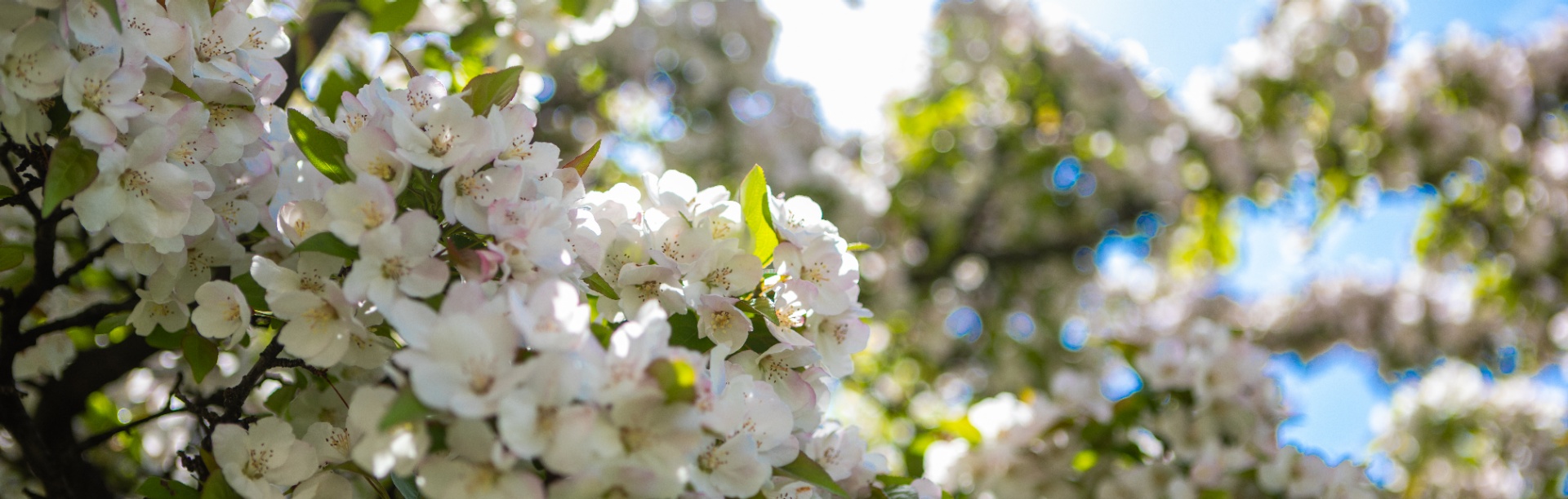 Flowering trees in the spring on south campus. 