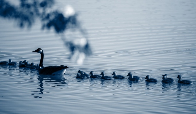 Geese swimming on the lake with blue color overlay. 