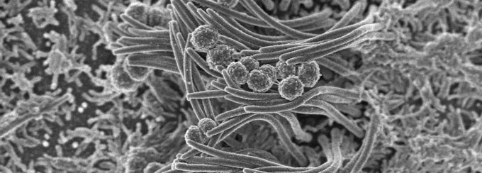 Microbial Aesthetics Symposium. 