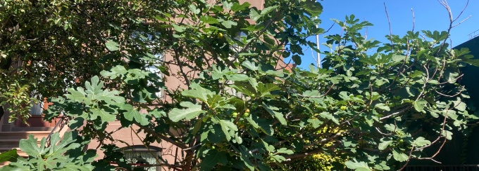 Lee Cannarozzo Fig Tree 1. 