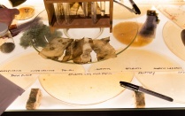 Moira Williams, Fermented Freedom. 