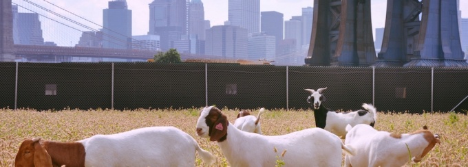 John St Pasture. 