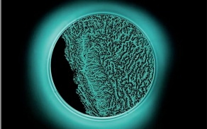 Margaret LeJeune's Growing Light, which is a triptych that contains living media grown on three Petri dishes, which are illuminated by a bright turquoise light. 