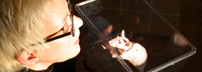 Echo the transgenic rat with Kathy High, from "Embracing Animal installation," 2004-06. 