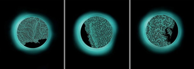 Margaret LeJeune's Growing Light, which is a triptych that contains living media grown on three Petri dishes, which are illuminated by a bright turquoise light. 