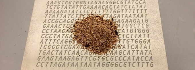 sequence of the DNA code obtained from the fragment of Oregon pine recorded in steel. Sawdust. 
