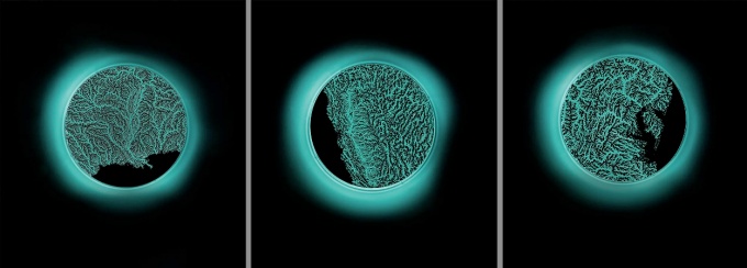 Margaret LeJeune's Growing Light, which is a triptych that contains living media grown on three Petri dishes, which are illuminated by a bright turquoise light. 