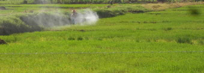 Farmworker applies insecticide on rice fields in the Dominican Republic. 