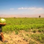 FMSC Distribution Partners - Tajikistan, 2013, Modified. 