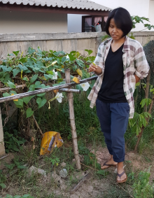 Examining roadside home gardens in Chiang Kham, Phayao Province, Thailand, with local farmer and President of Chiang Kham District Organic Agricultural Community Enterprise, Nirin Prasirthsang. 