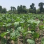 Haakh in Kashmir. 