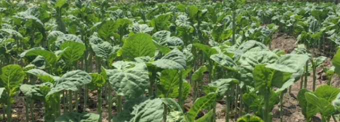 Haakh in Kashmir. 