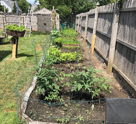garden. 