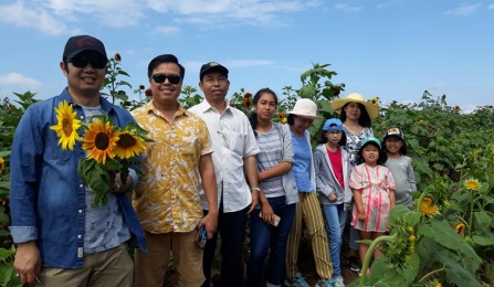 sunflowers. 