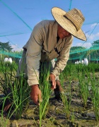Rice Trial, CIAT, Neil Palmer, 2010, Modified. 