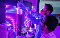 Red and blue lights fill the lab as assistant professor Ian bradley and a graduate student analyze algae samples. 