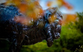 UB Bronze Bison. 
