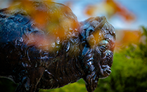 Bronze Buffalo at the University at Buffalo. 
