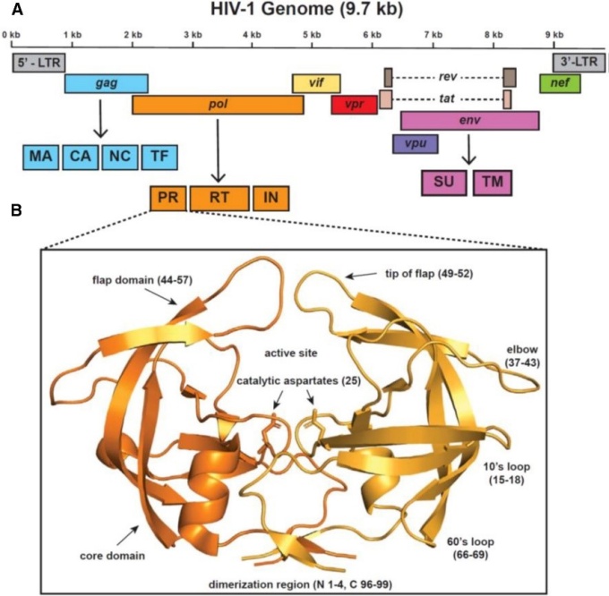 a diagram of the genome under review. 