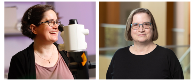 drs bowman and lynch. 