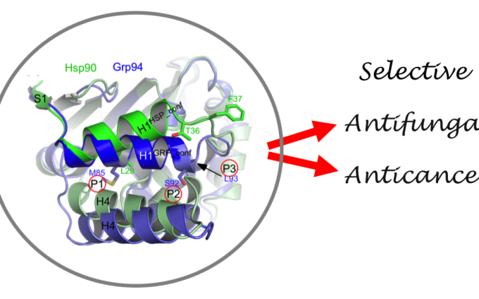 illustration of drugs selectively targeting Grp94 protein. 