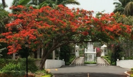 University of the West Indies Campus. 
