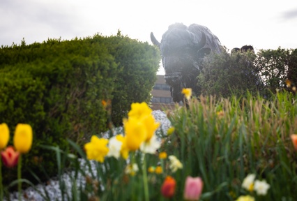 Spring flowers growing around the Bonze Bison. 