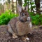 placeholder photo of Oryctolagus cuniculus, rabbit. 
