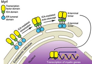 Zoom image: This is a computer-generated diagram of the auto-processing mechanism of Myrf, a master regulator of oligodendrocyte maturation. It depicts the trimerization of MYRF, upon which it cleaves itself, generating two independent trimers. 