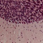 Microscope image of cells, light purple and dark purple, represents an hematoxylin & eosin staining of a slice of mouse cerebellum. 