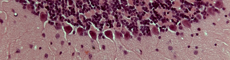Microscope image of cells, light purple and dark purple, represents an hematoxylin & eosin staining of a slice of mouse cerebellum. 