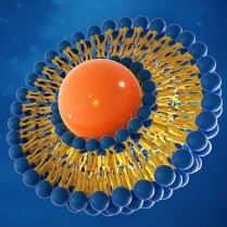 Liposome structure 3d rendering on blue background. 