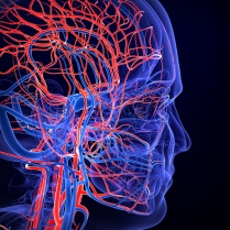 Human brain blood vessels. 