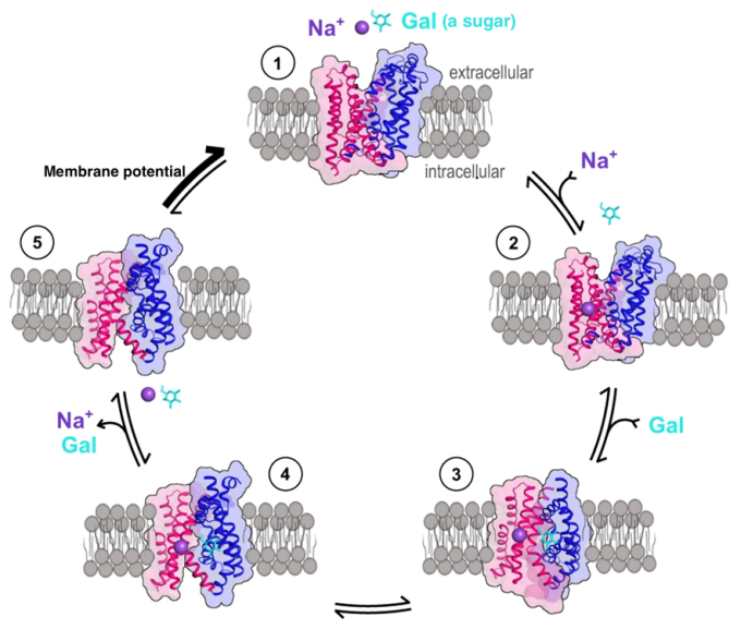 a diagram showing steps for a membraine to increase sugar absorption. 