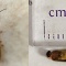 measuring beetles. 