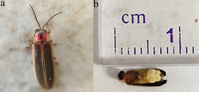 measuring beetles. 