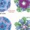 visualization of viral replication and assembly. 