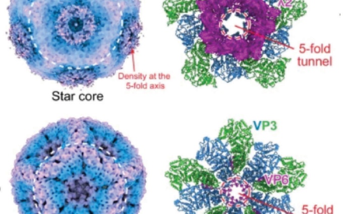 visualization of viral replication and assembly. 