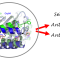 illustration of drugs selectively targeting Grp94 protein. 