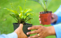 Hands exchanging plants. 