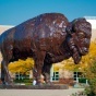 Bronze Buffalo statue. 