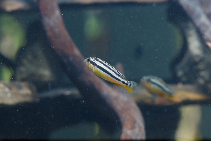 Small zebrafish in water. 