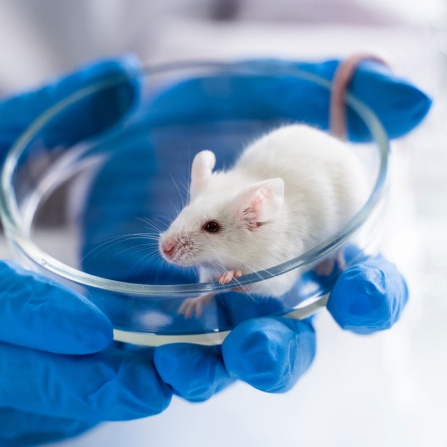 White laboratory mouse held by researcher in a glass dish. 