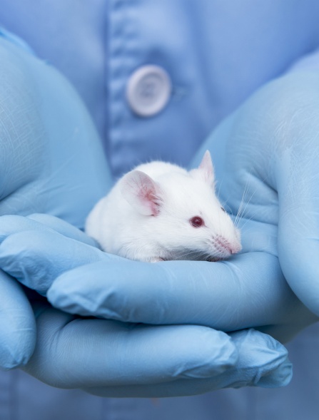 white laboratory mouse. 