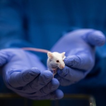 Lab technician gently holding a white lab mouse. 