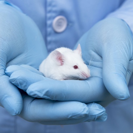 white laboratory mouse. 