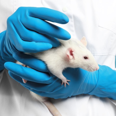 Vet gently holding white laboratory rat. 