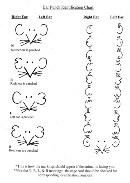 ear punching charts for animal research. 
