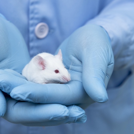 Laboratory rat. 
